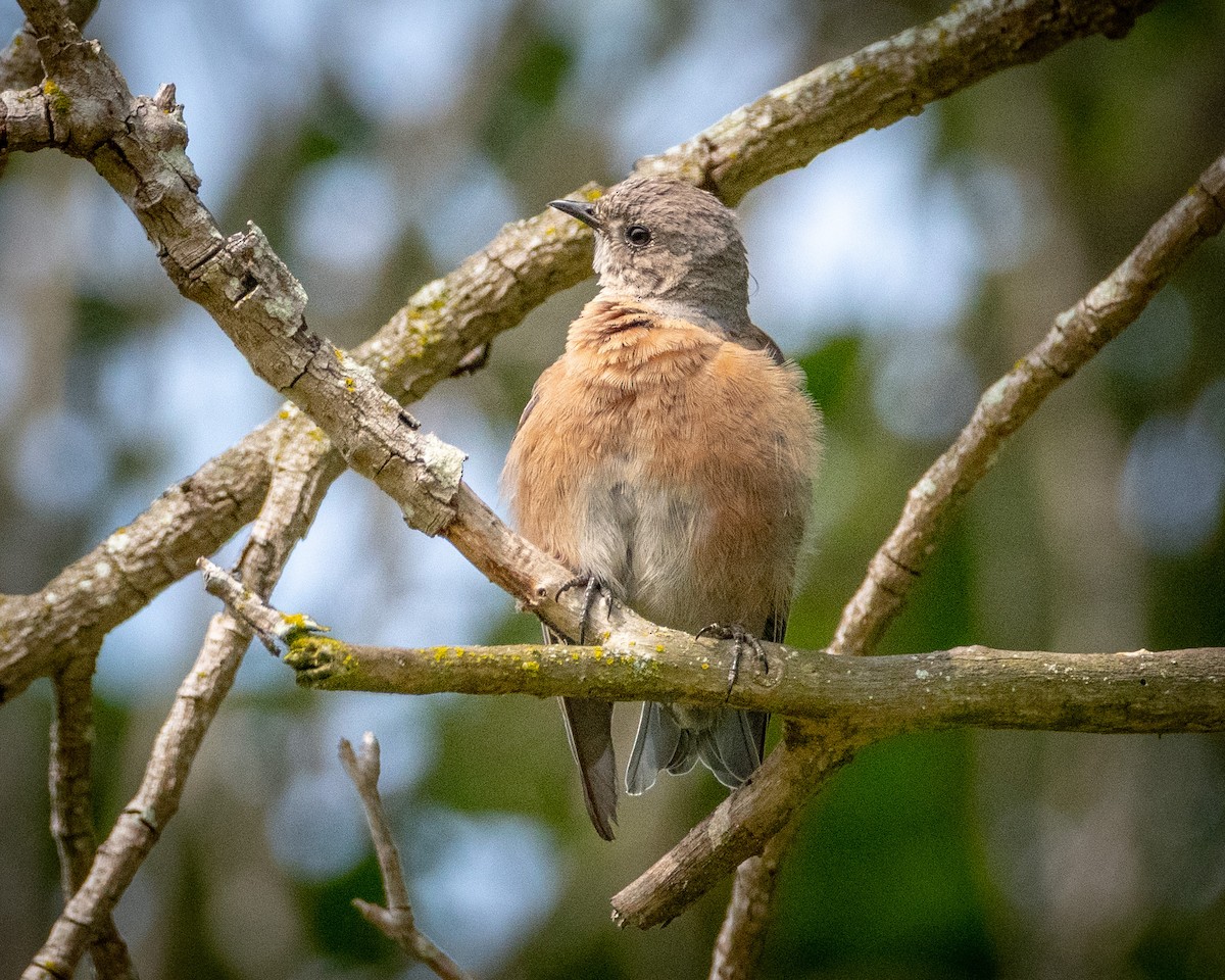 Western Bluebird - ML622103297