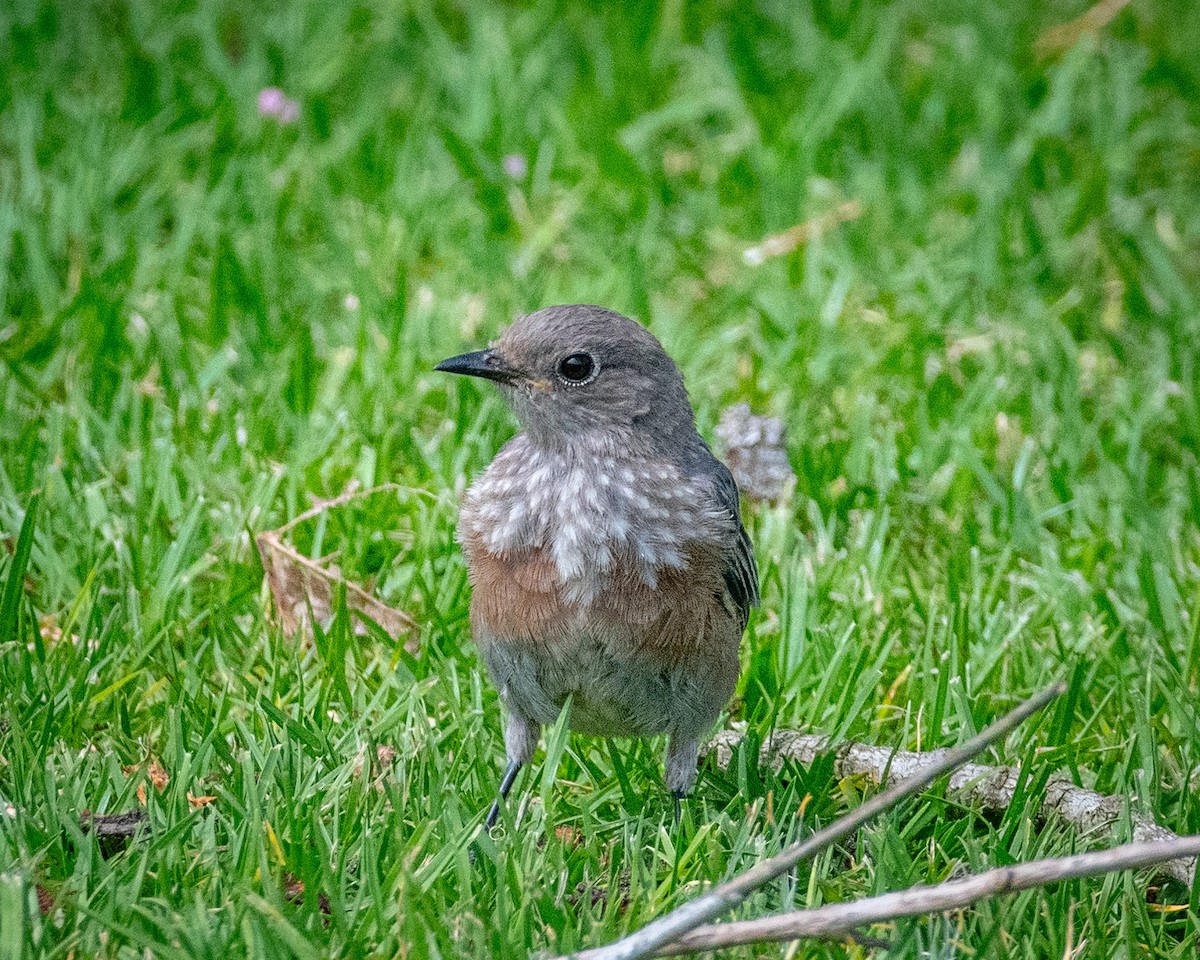 Western Bluebird - James Kendall