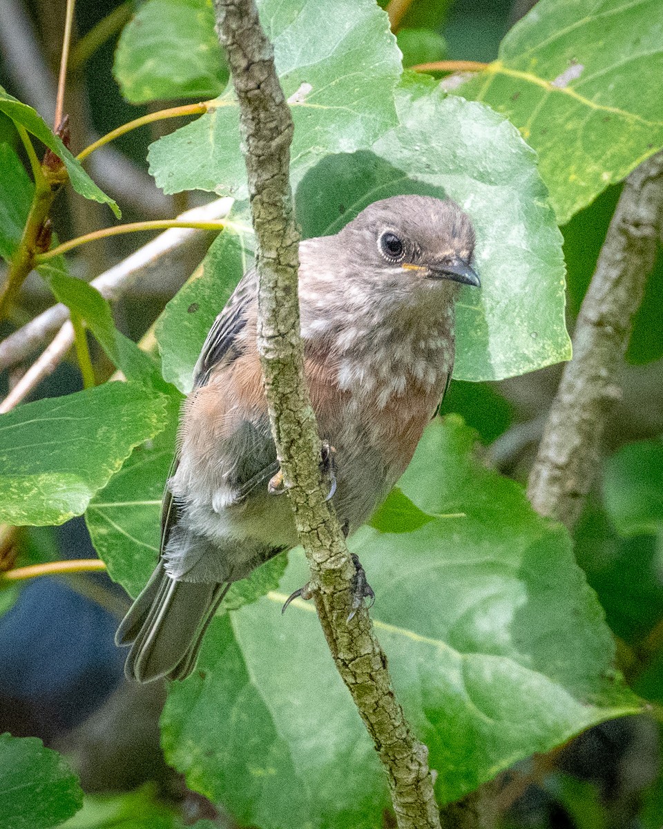 Western Bluebird - ML622103301