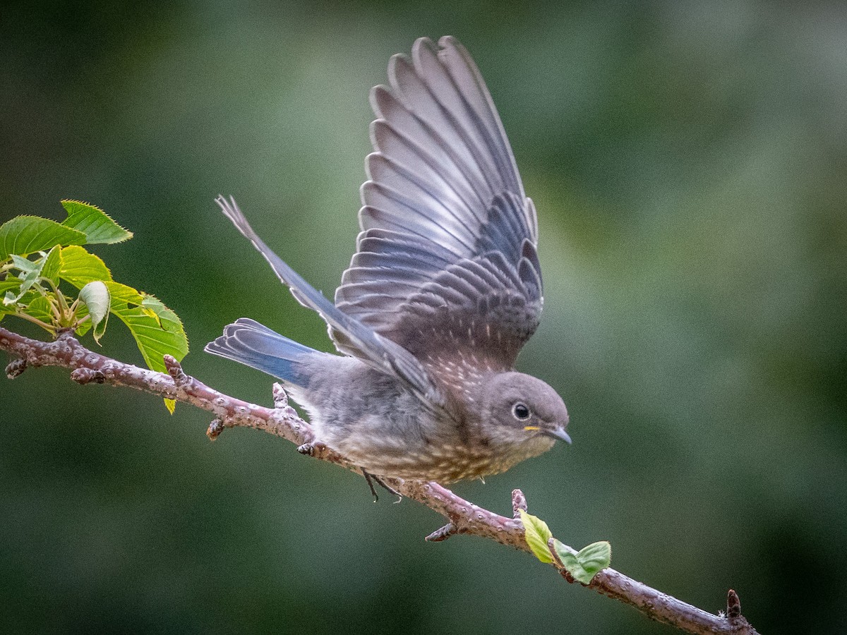 Western Bluebird - ML622103305