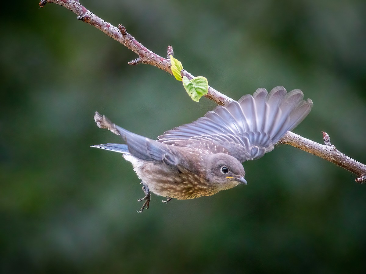 Western Bluebird - ML622103315