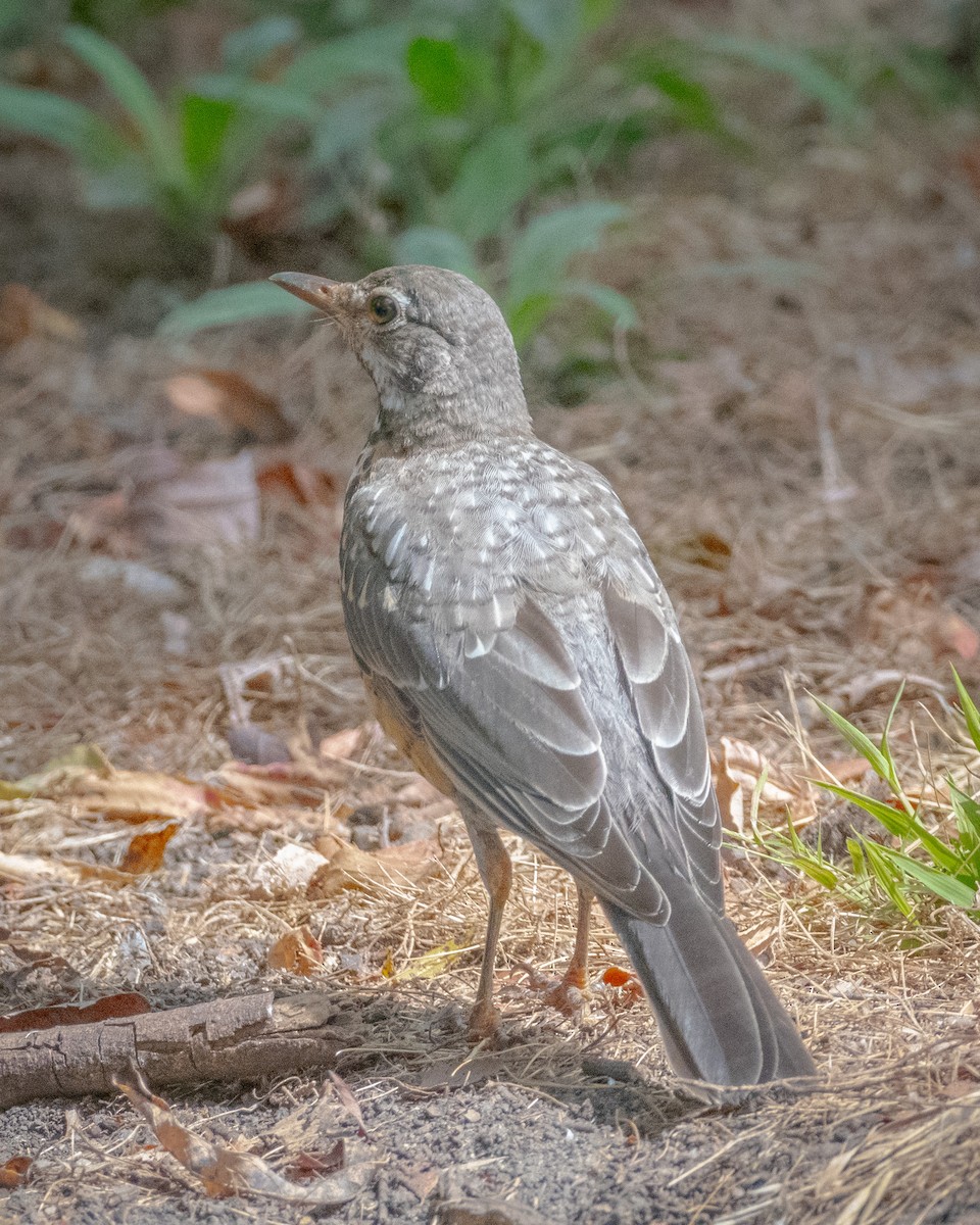 Zozo papargorria - ML622103336