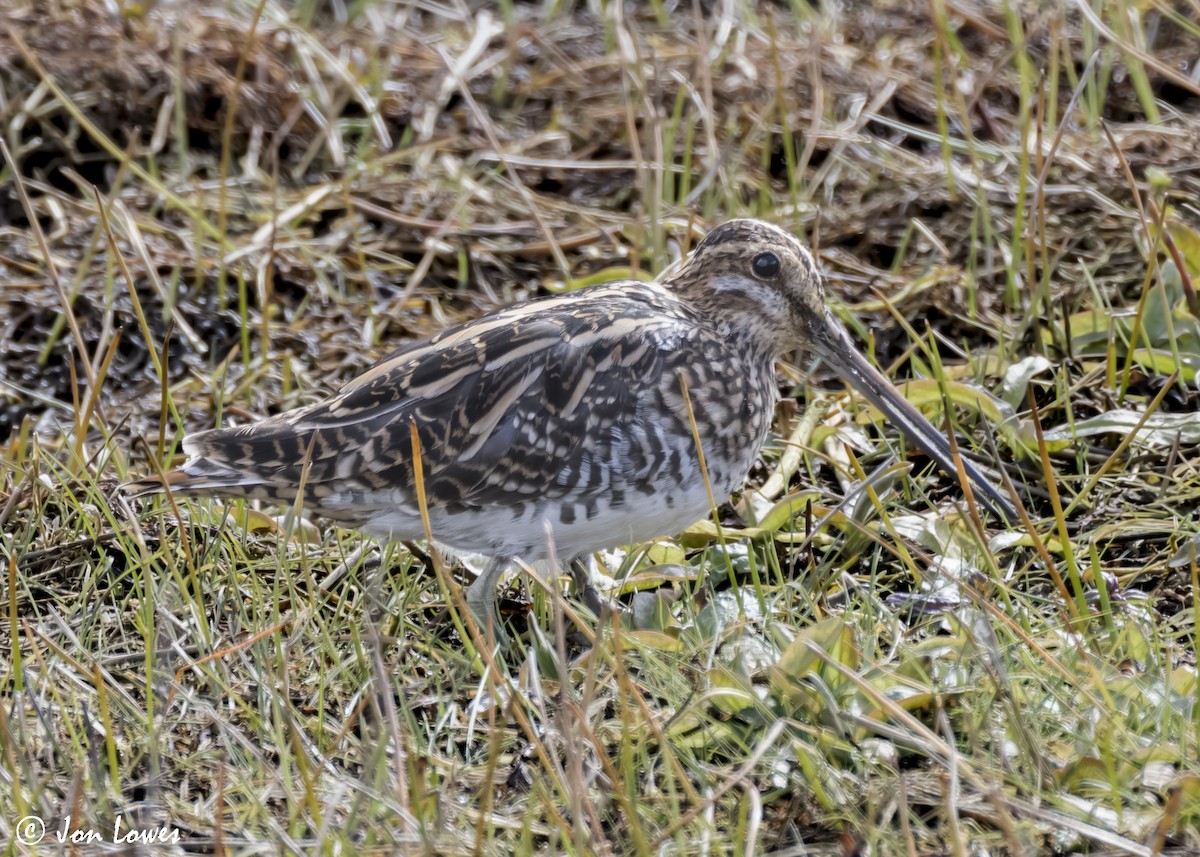 Common Snipe - Jon Lowes