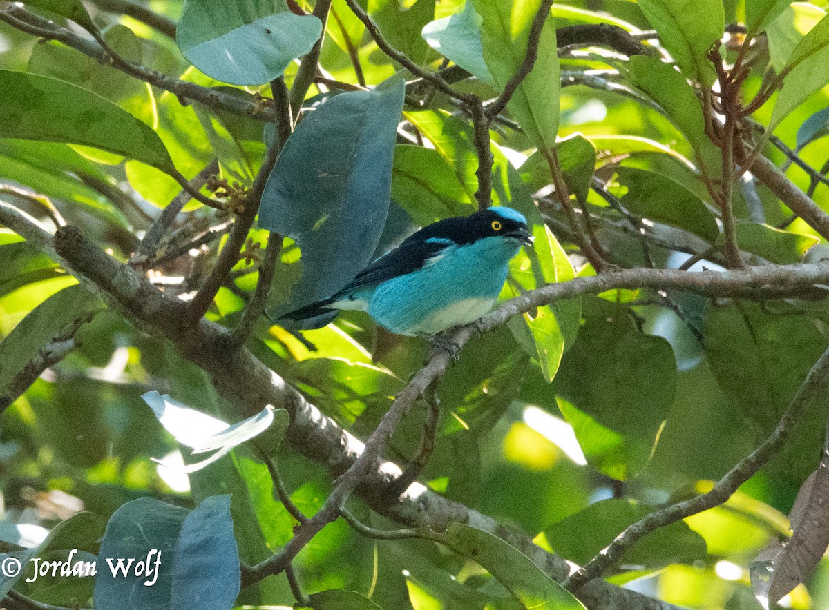 Black-faced Dacnis - ML622103351