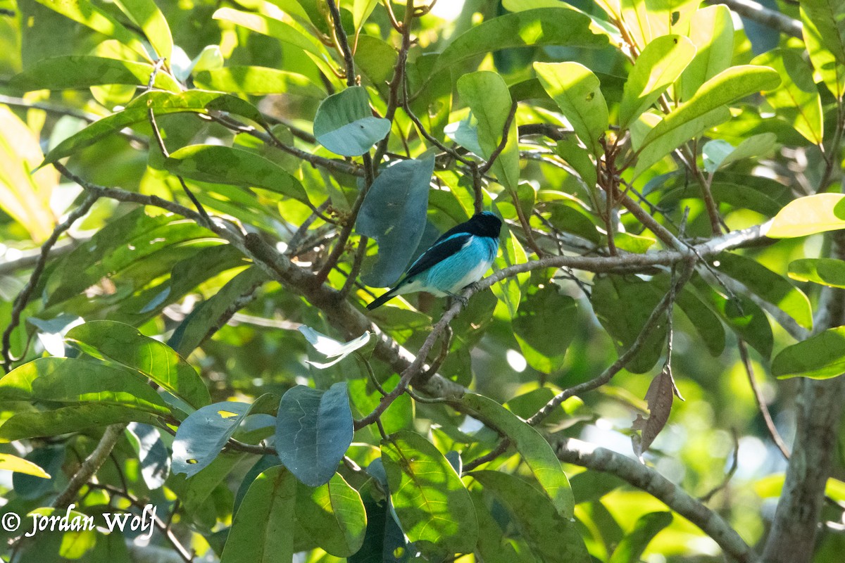 Black-faced Dacnis - ML622103354