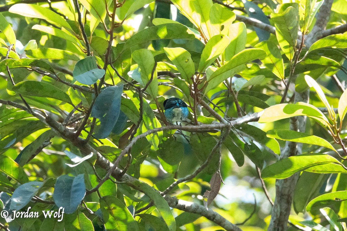 Black-faced Dacnis - ML622103356