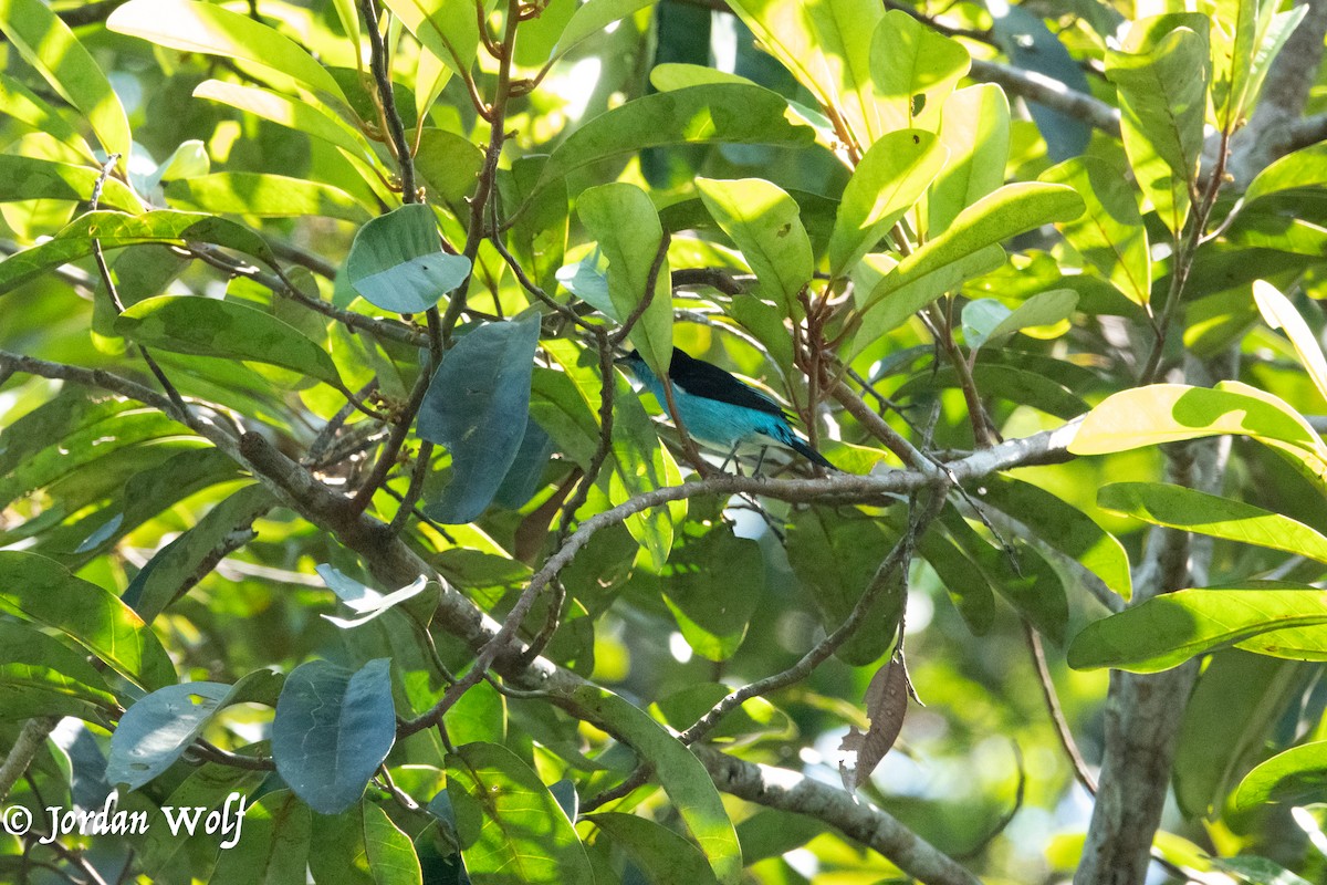 Black-faced Dacnis - ML622103357