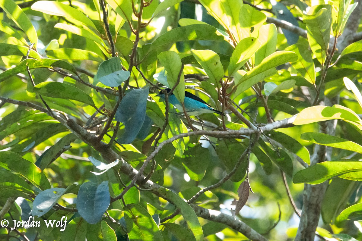 Black-faced Dacnis - ML622103358