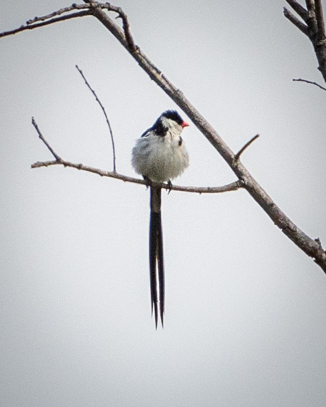 Pin-tailed Whydah - ML622103361