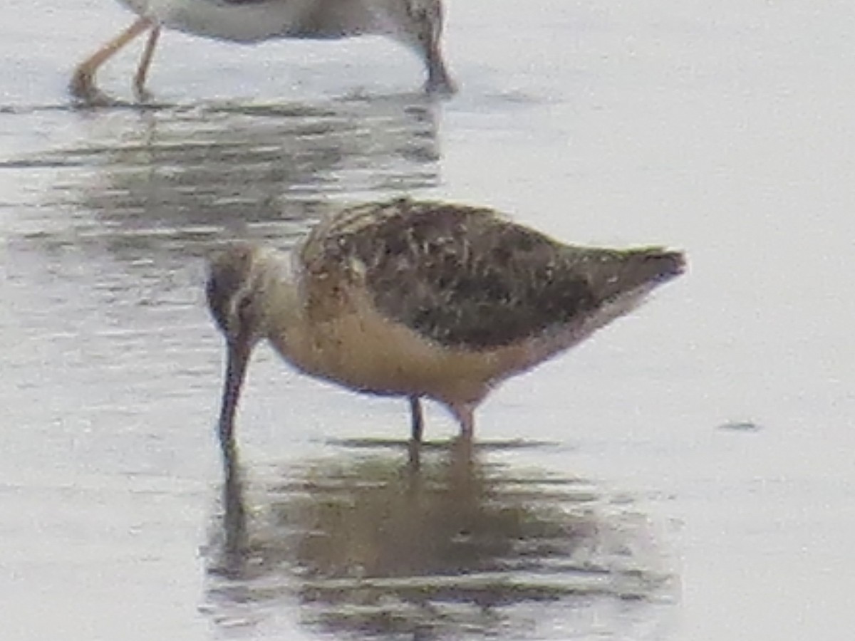 Long-billed Dowitcher - Port of Baltimore