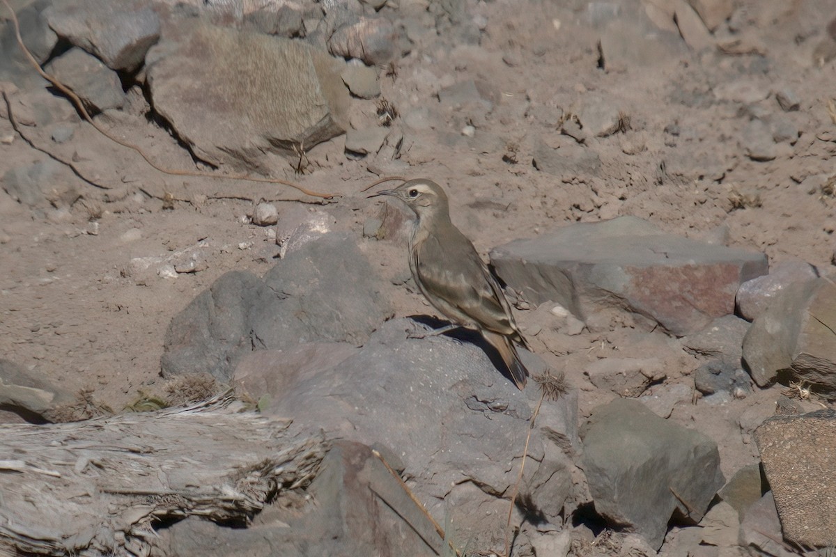 Rufous-banded Miner - ML622103371