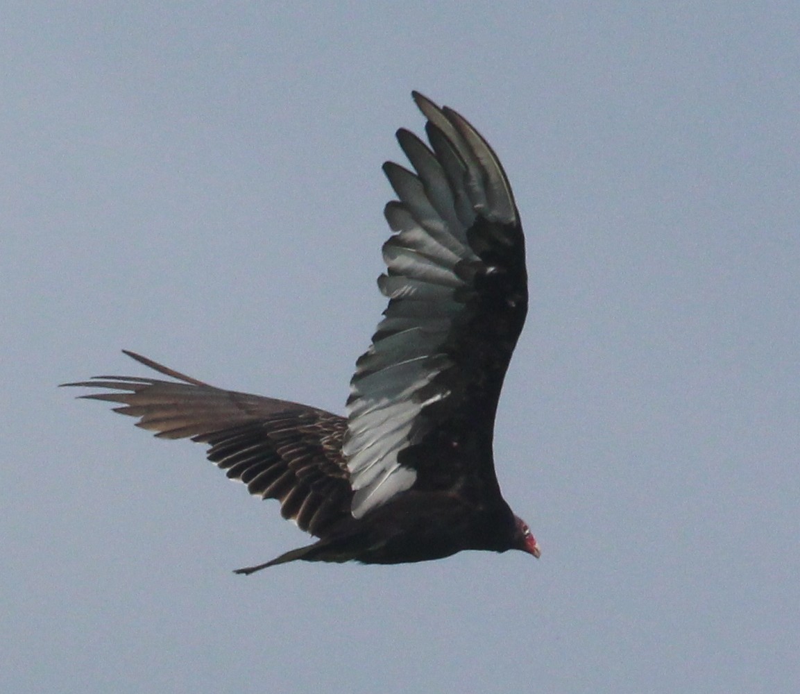 Turkey Vulture - ML622103374