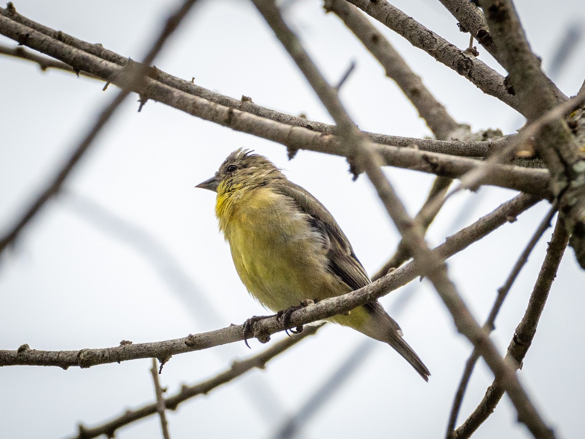 Lesser Goldfinch - ML622103375