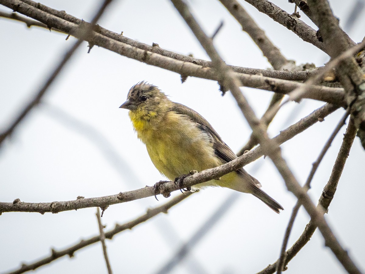 Lesser Goldfinch - ML622103377