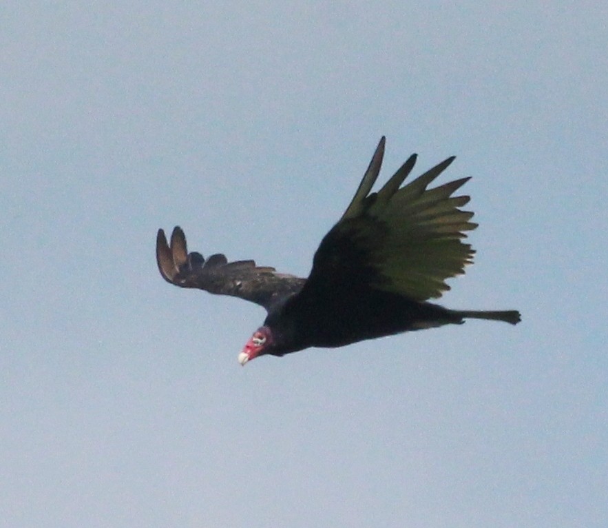 Turkey Vulture - ML622103378