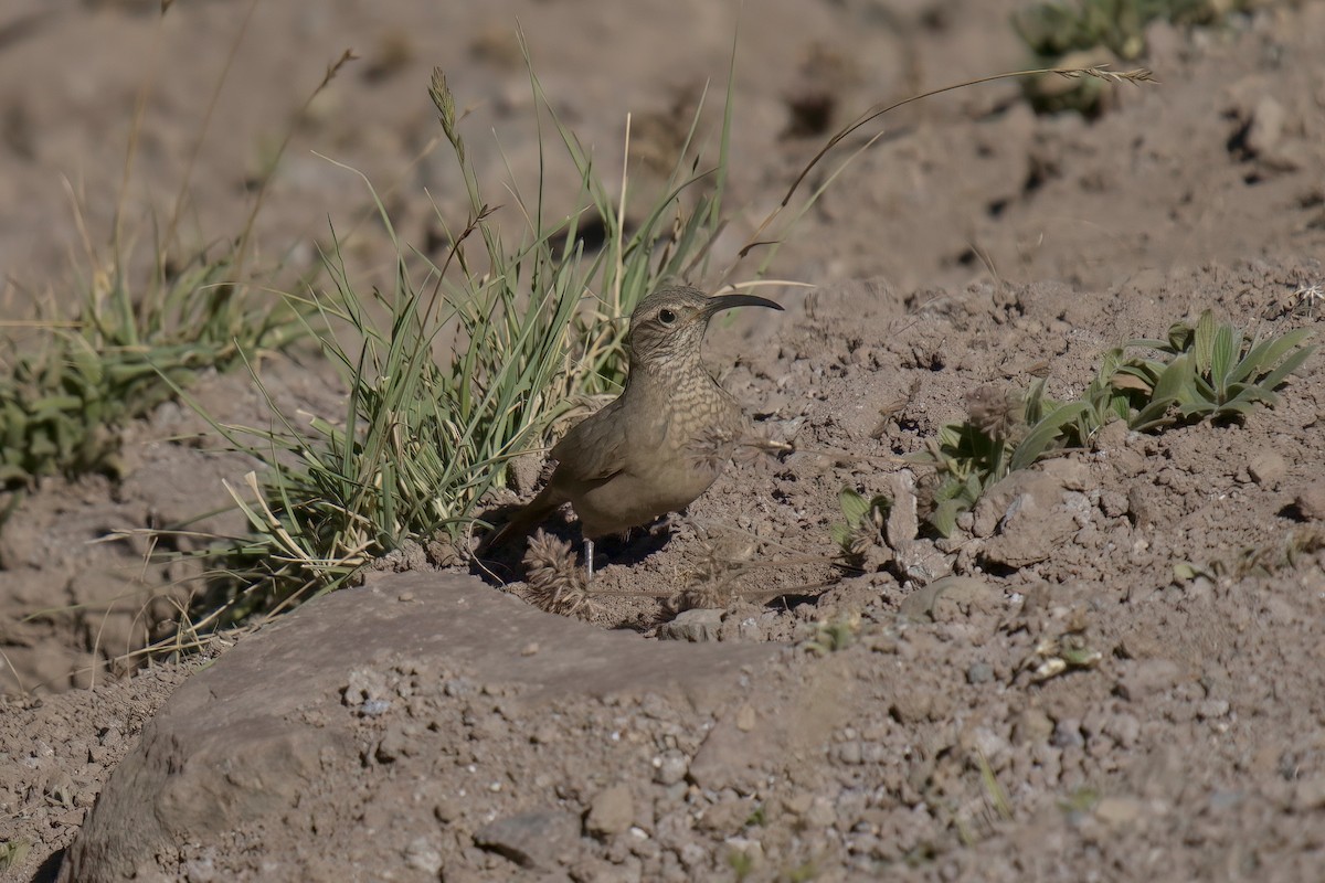 Scale-throated Earthcreeper - ML622103380