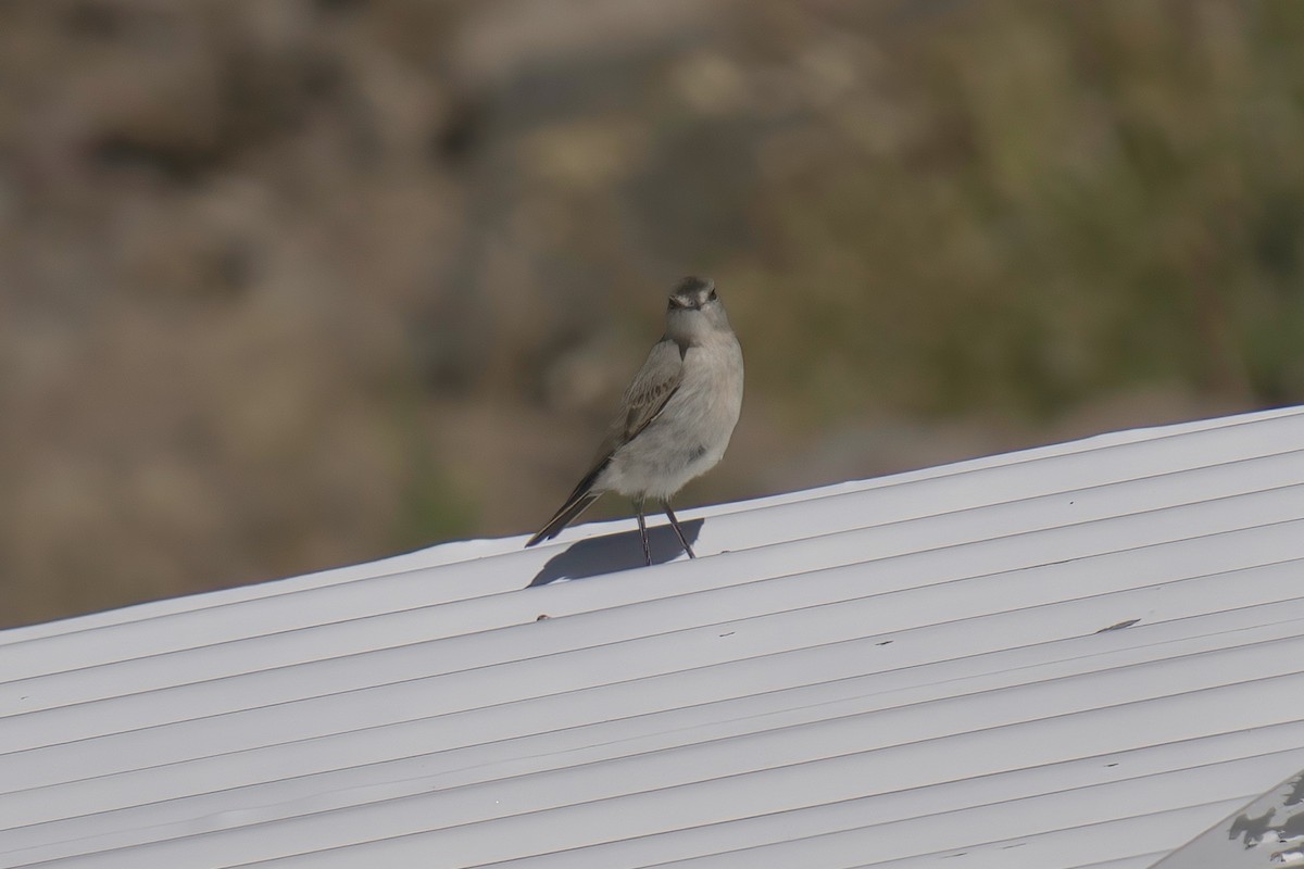 Black-fronted Ground-Tyrant - ML622103397