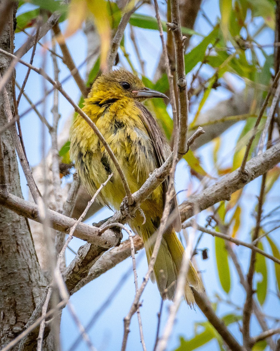 Oriole masqué - ML622103446