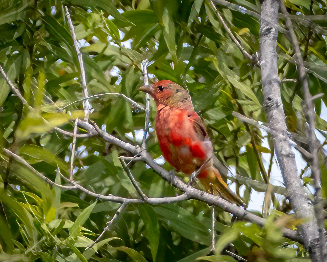 Summer Tanager - ML622103457