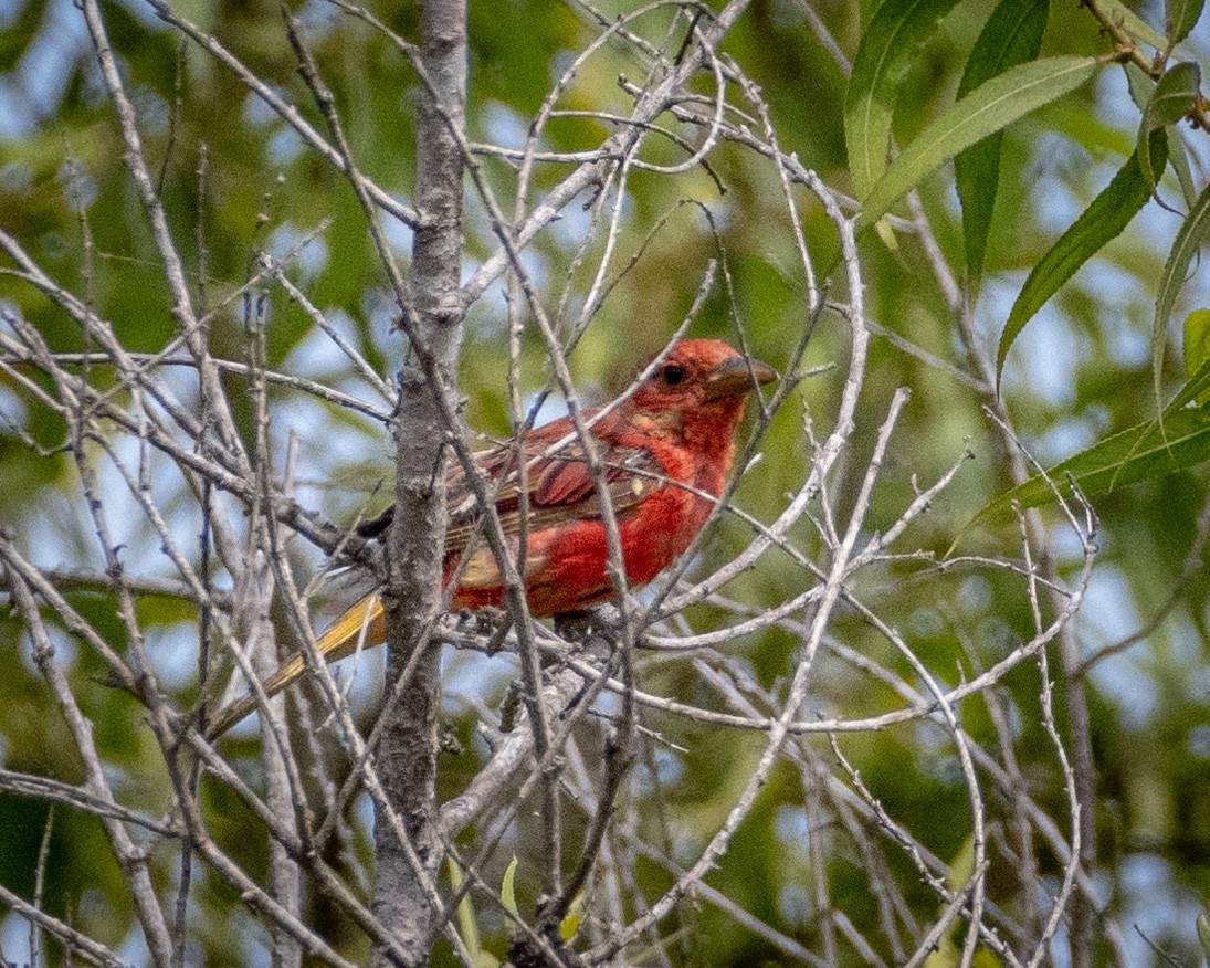 Piranga Roja - ML622103462