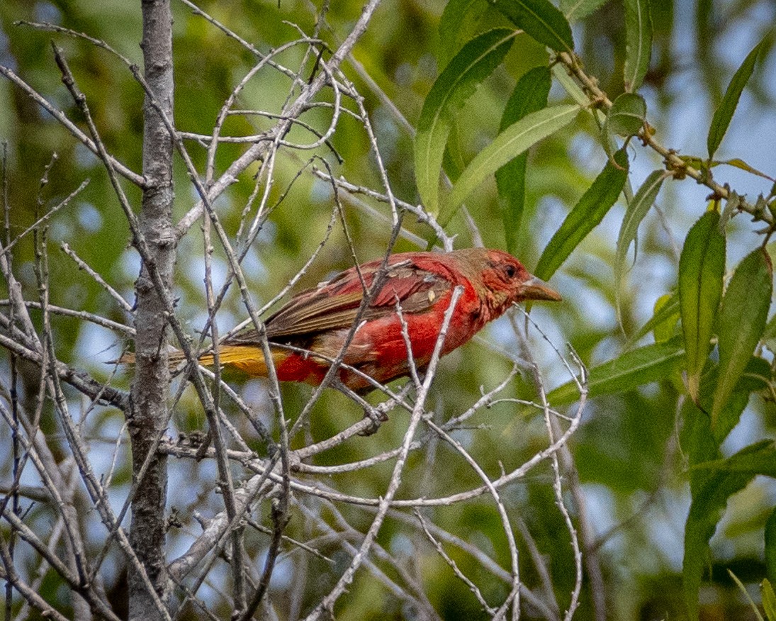 Summer Tanager - ML622103470