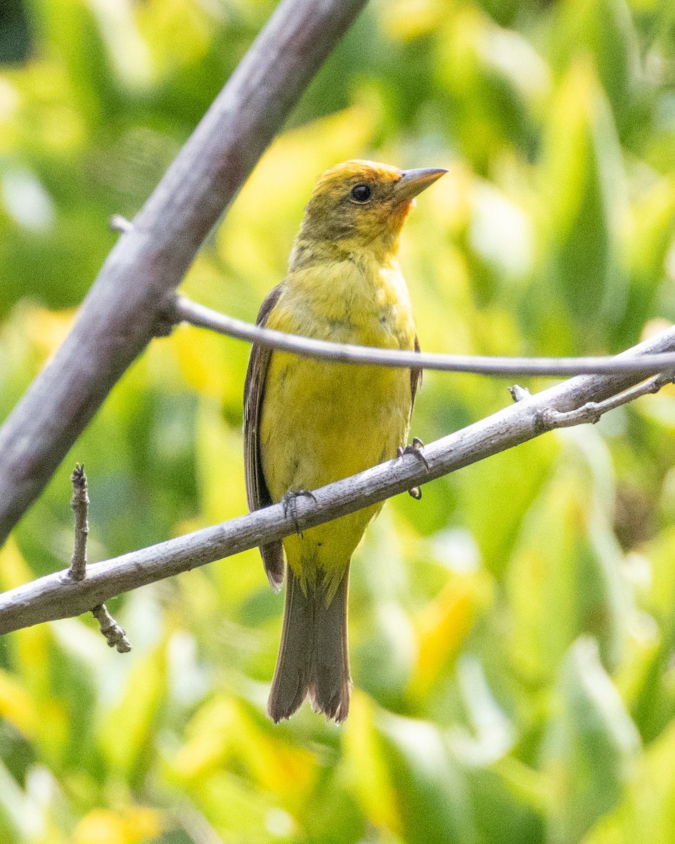 Western Tanager - ML622103480