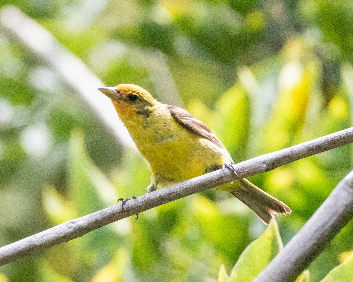 Western Tanager - ML622103482