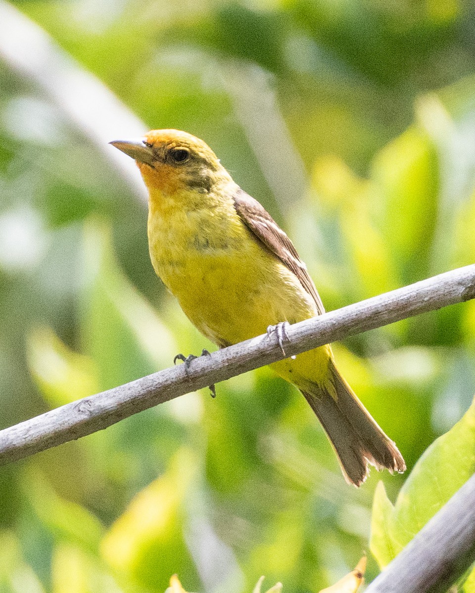 Western Tanager - James Kendall