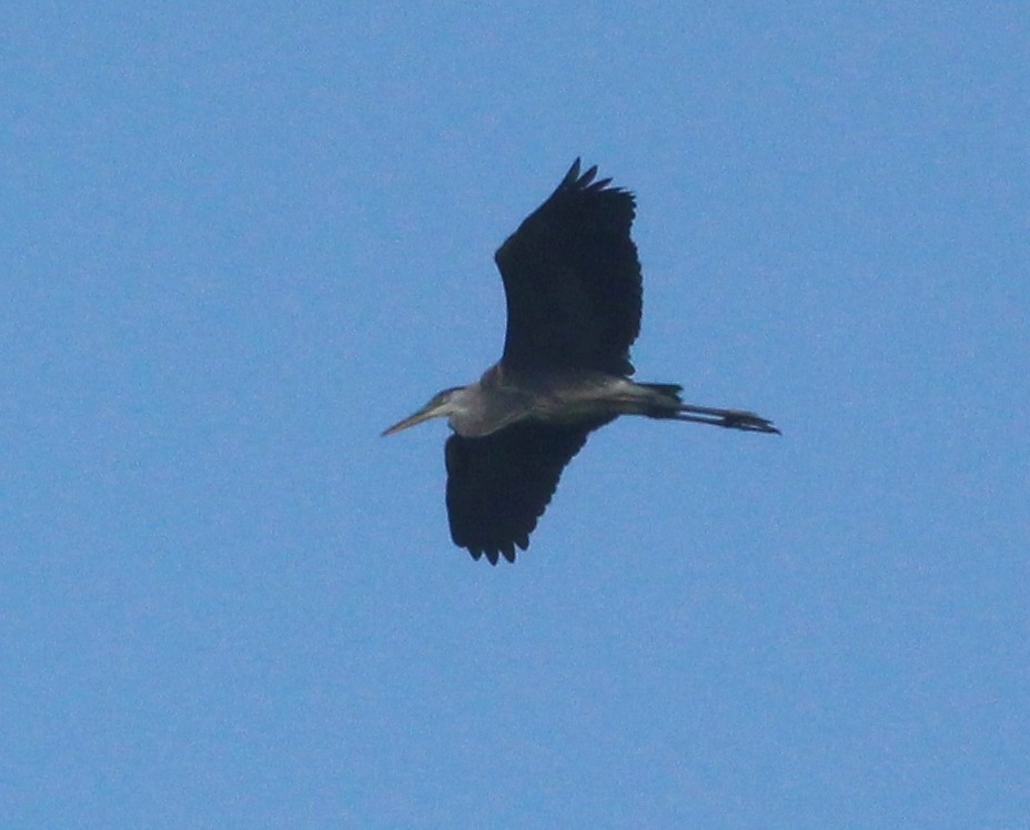 Great Blue Heron - Hélène Crête