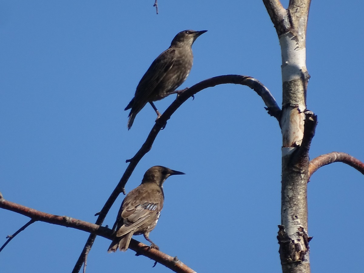 European Starling - Jim Walton