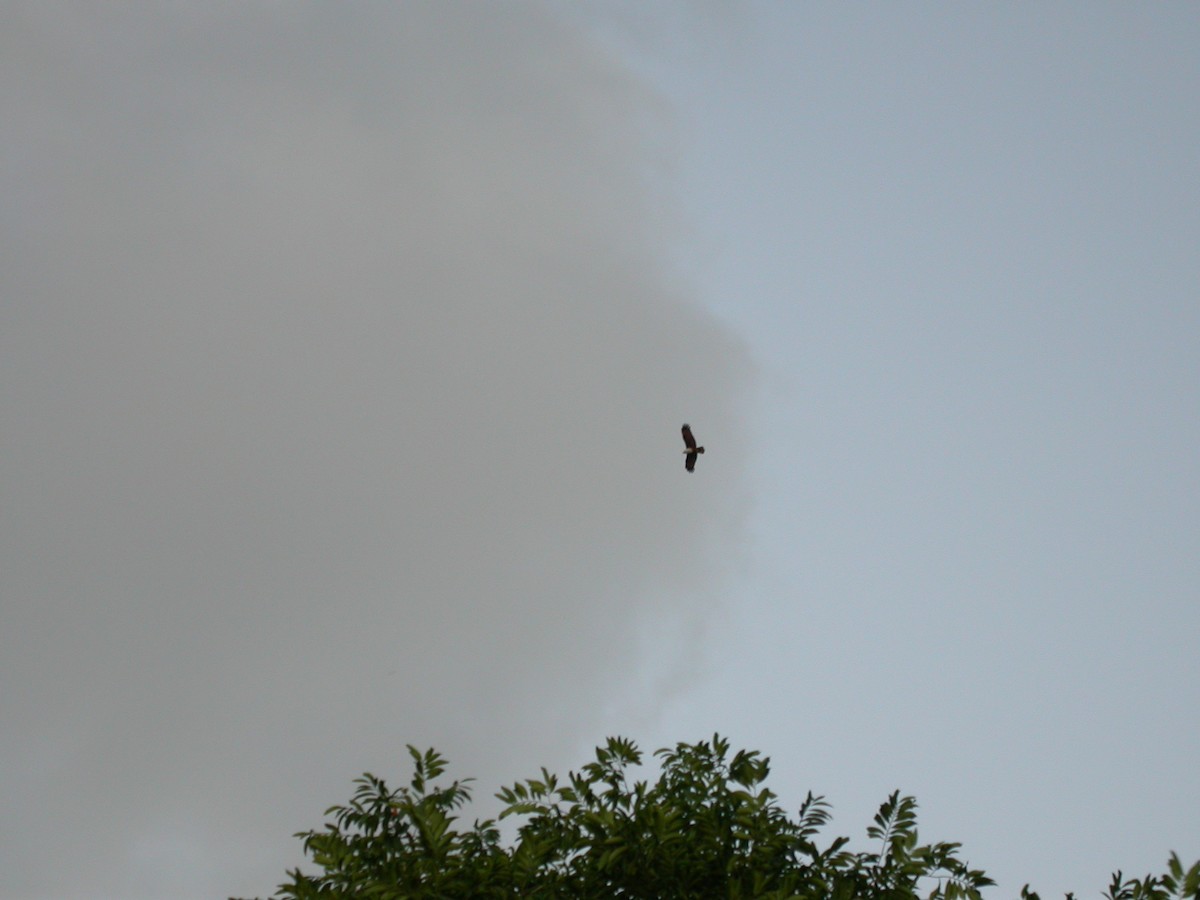 Brahminy Kite - ML622103560