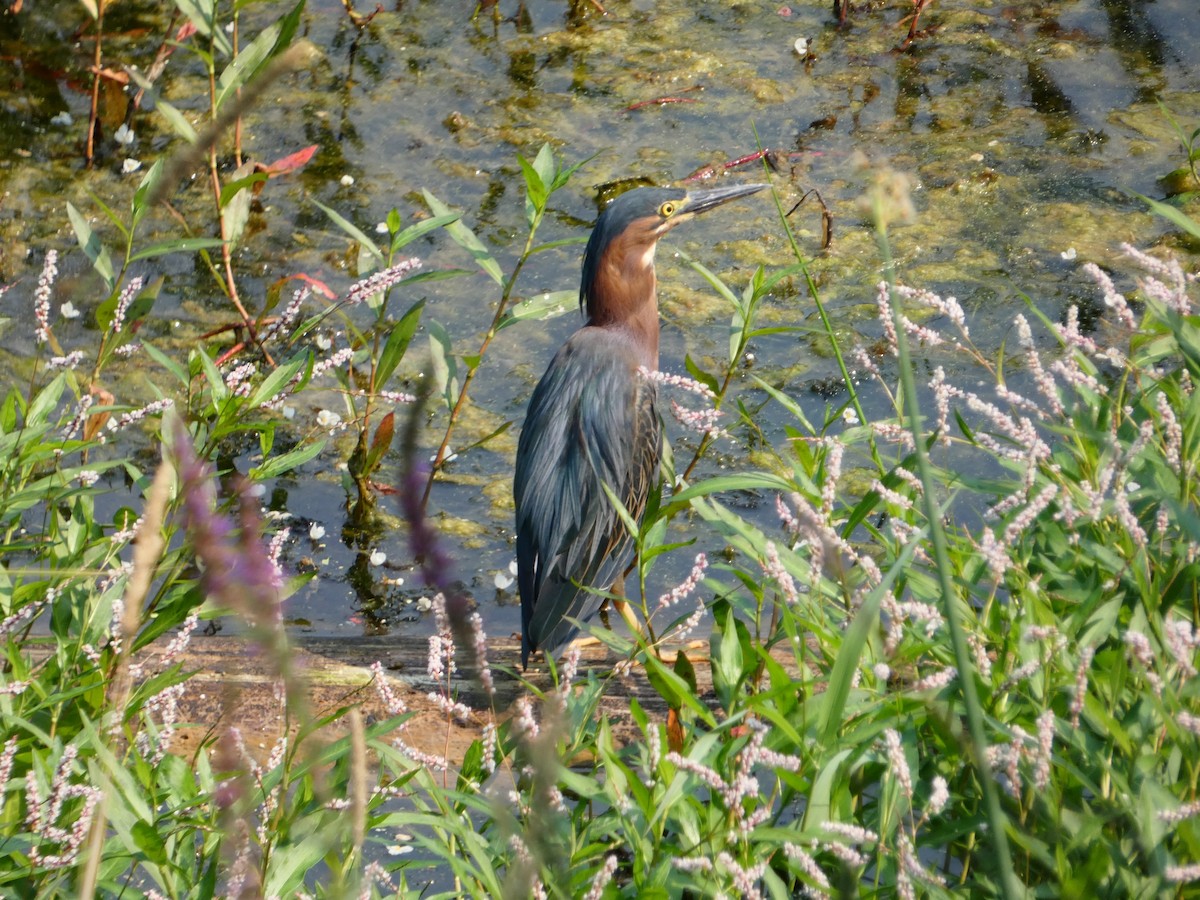 Green Heron - ML622103564