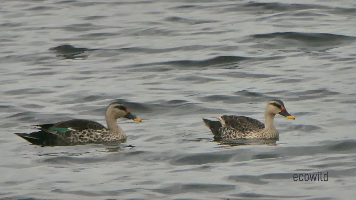 Indian Spot-billed Duck - ML622103568