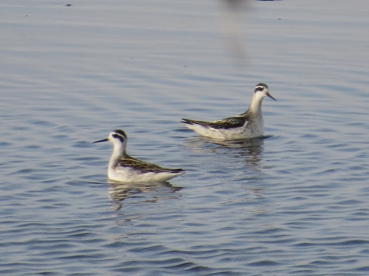 Red-necked Phalarope - ML622103570