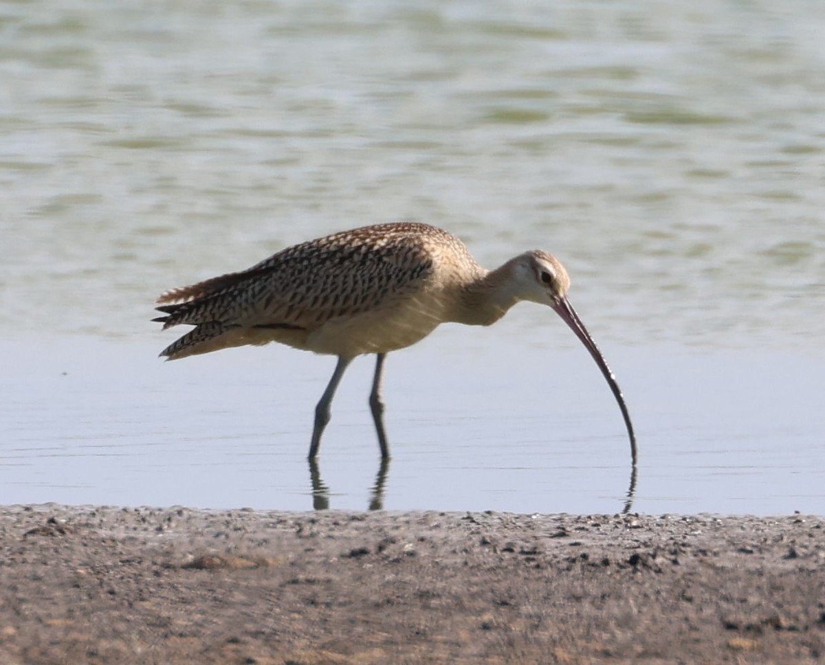 Long-billed Curlew - ML622103571