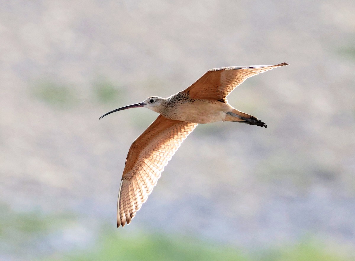Long-billed Curlew - ML622103572
