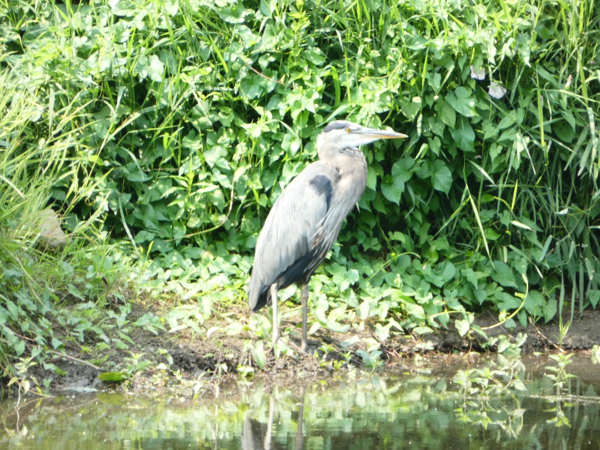 Great Blue Heron - ML622103574