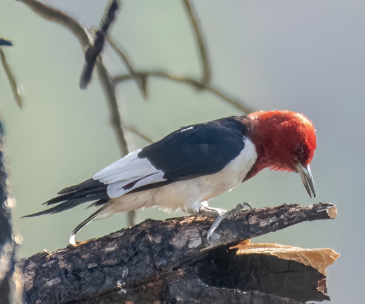 Red-headed Woodpecker - ML622103575