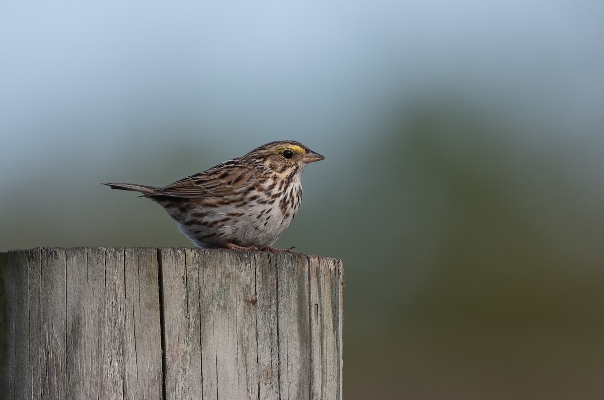 Savannah Sparrow - ML622103576