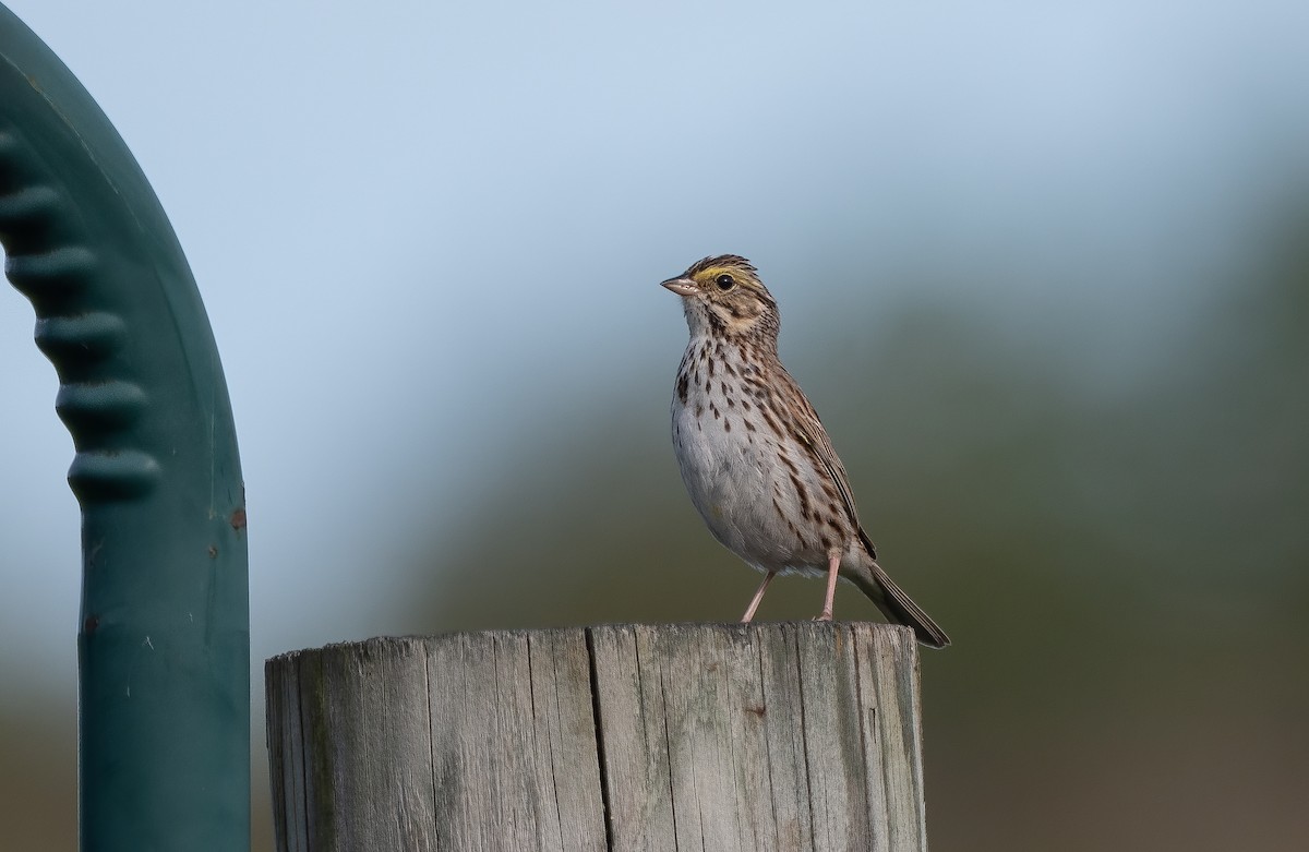 Savannah Sparrow - ML622103577