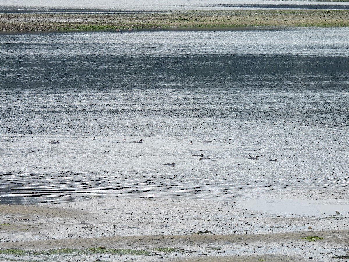 Common Merganser - ML622103578