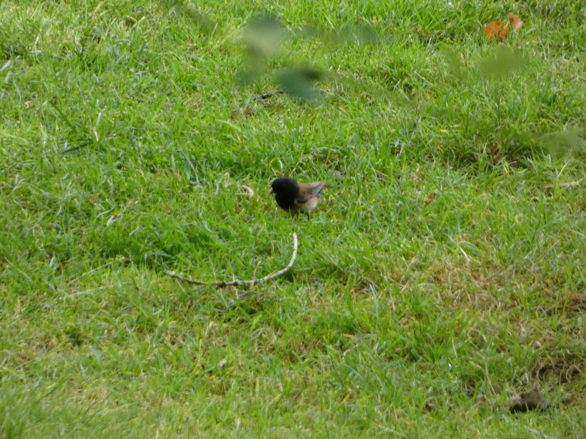 Dark-eyed Junco - ML622103579