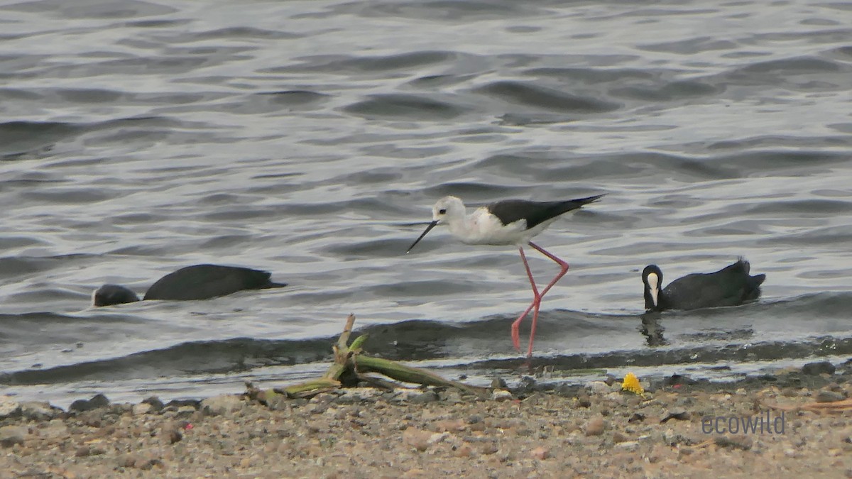 Black-winged Stilt - ML622103580