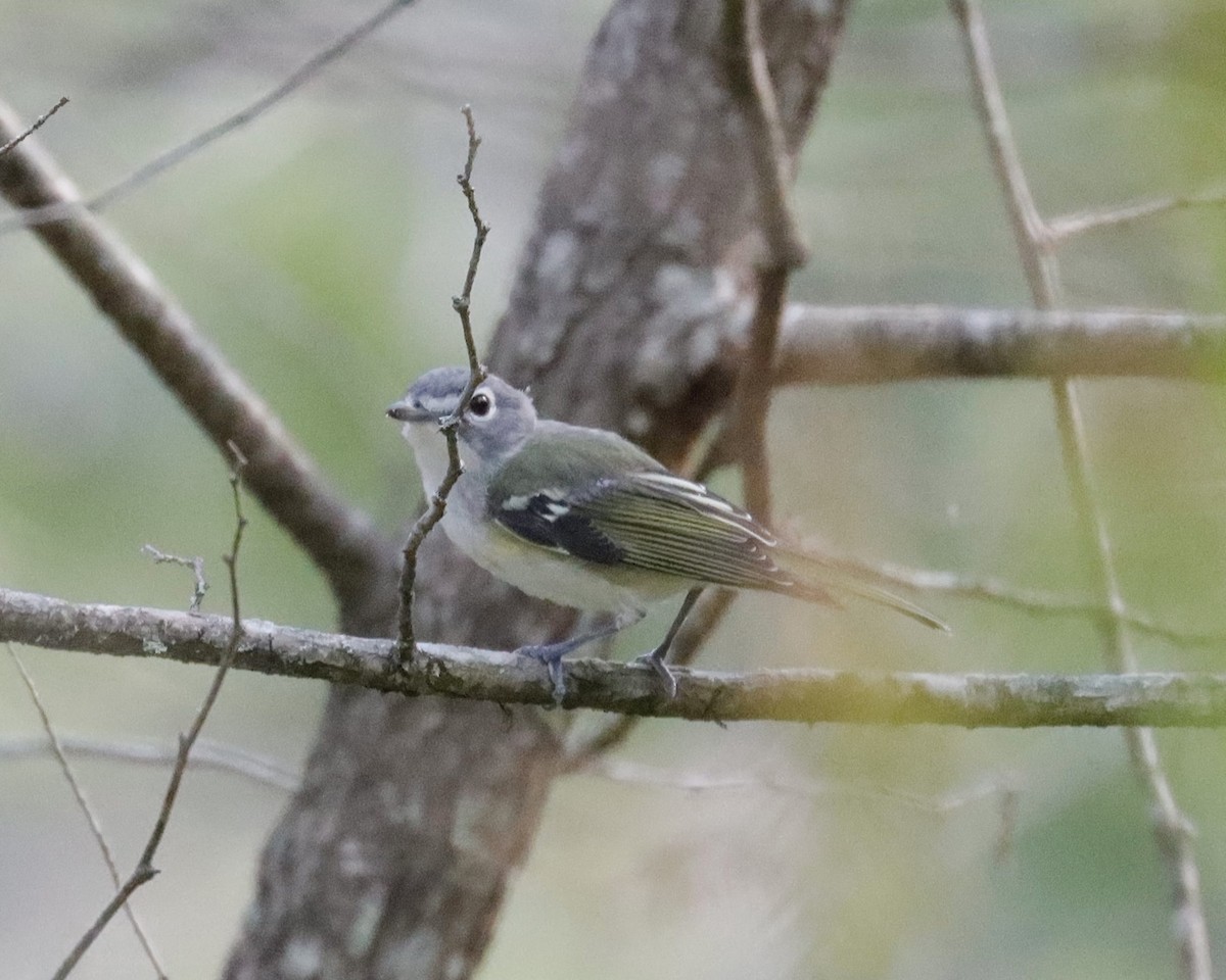 Blue-headed Vireo - ML622103581