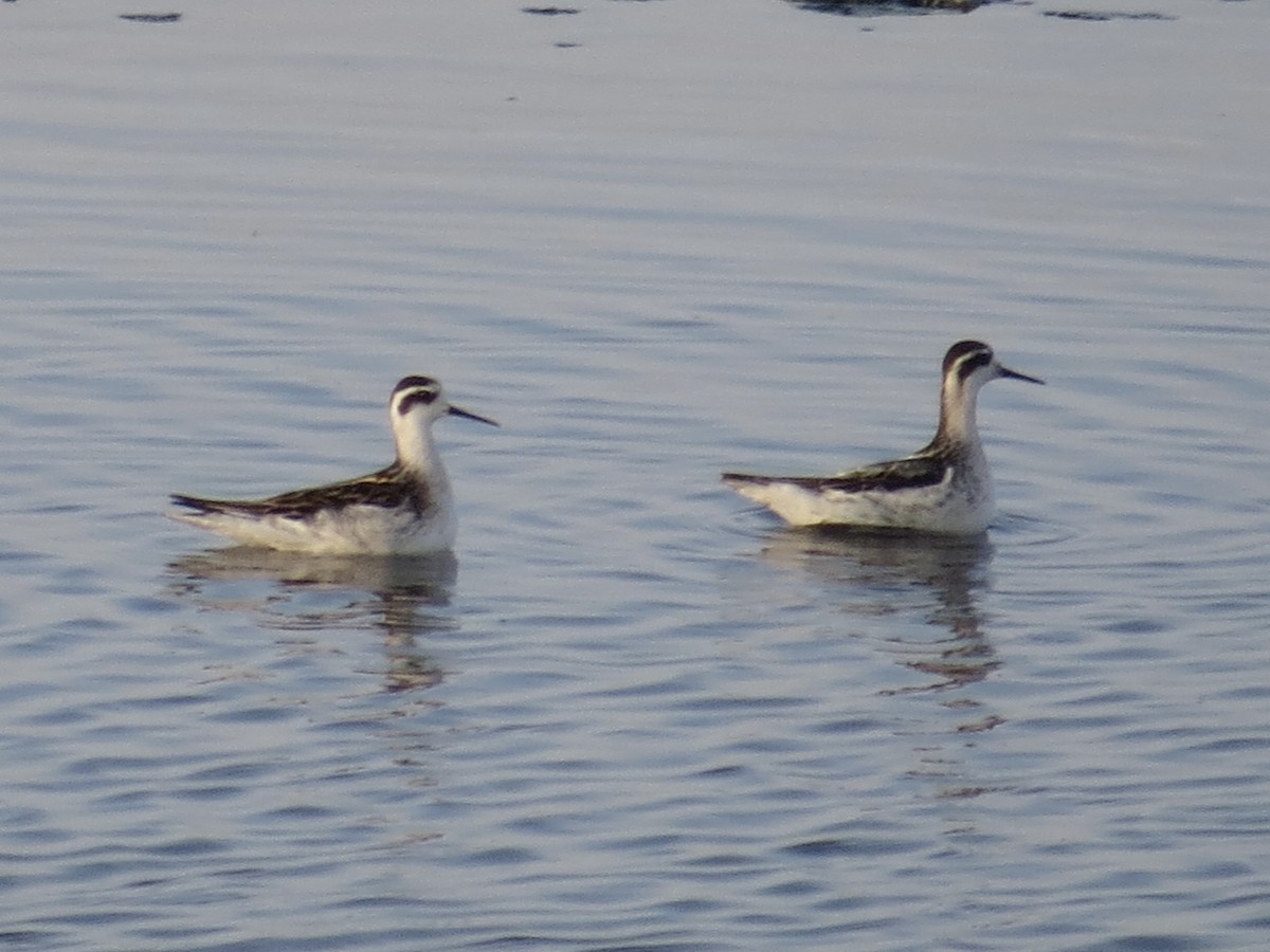 Red-necked Phalarope - ML622103583