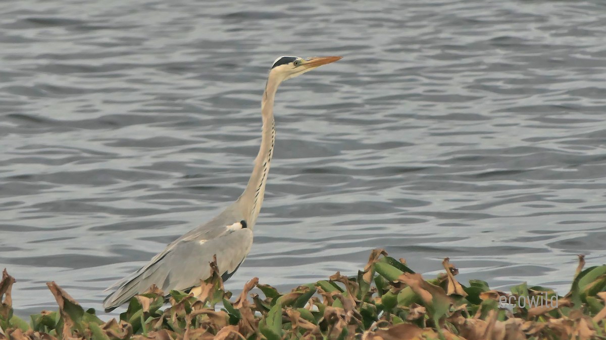 Gray Heron - ML622103585