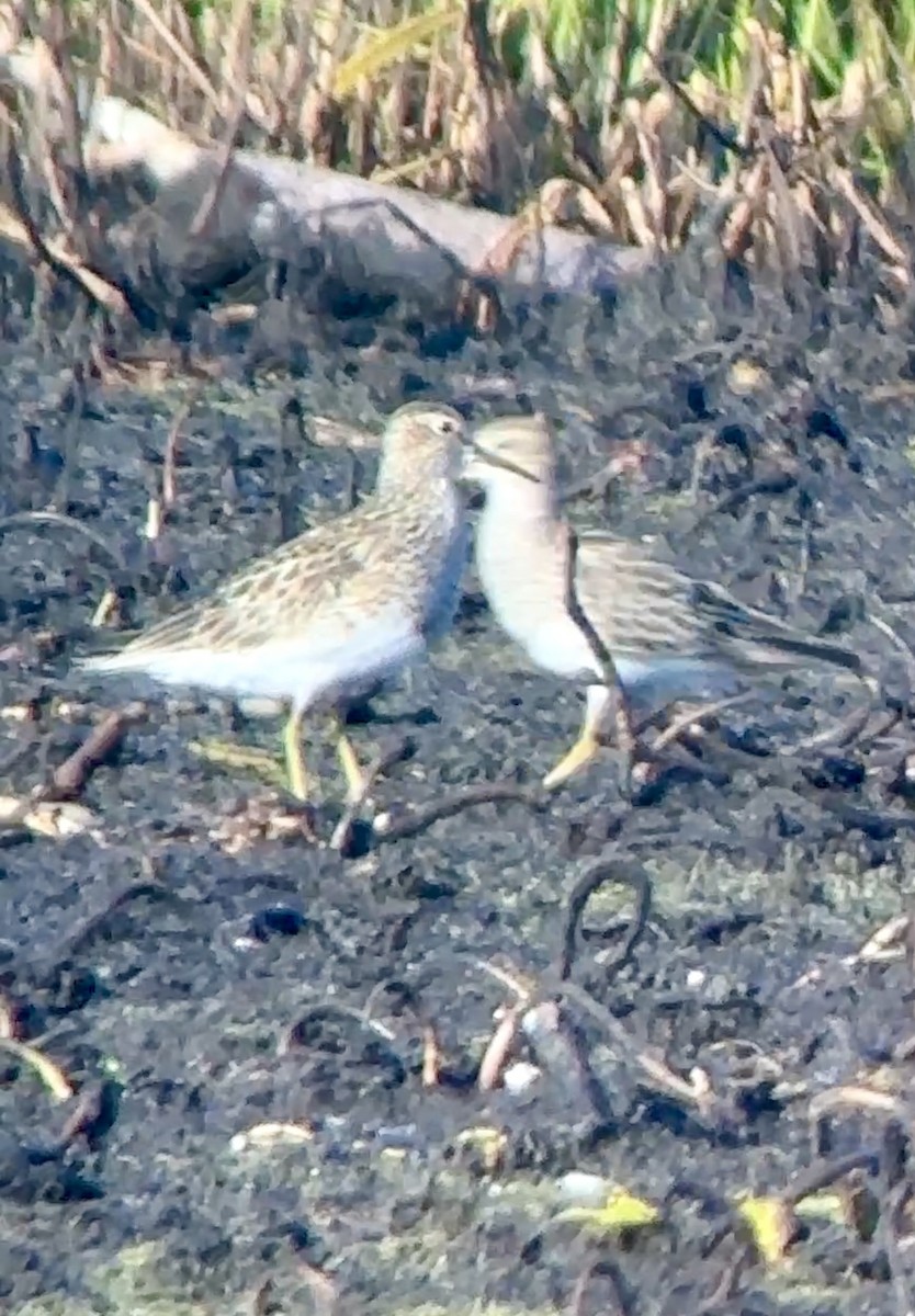 Pectoral Sandpiper - ML622103586