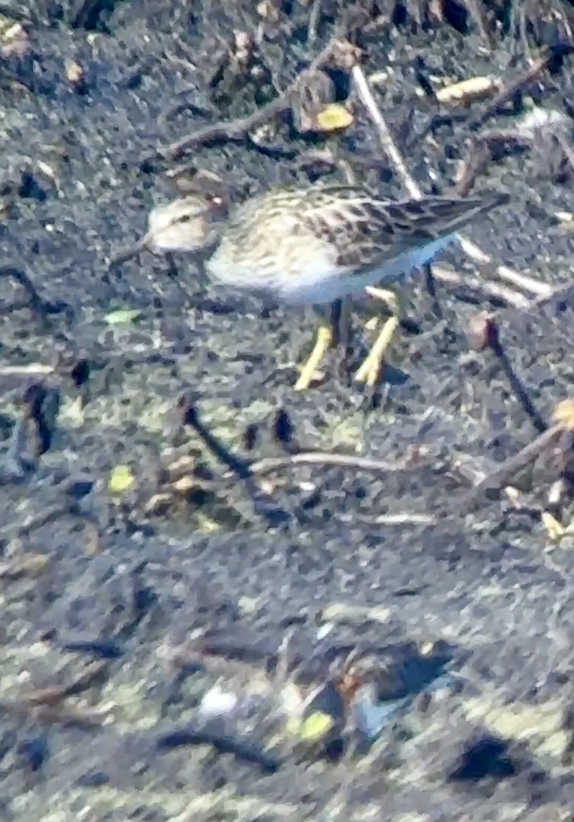 Pectoral Sandpiper - Soule Mary