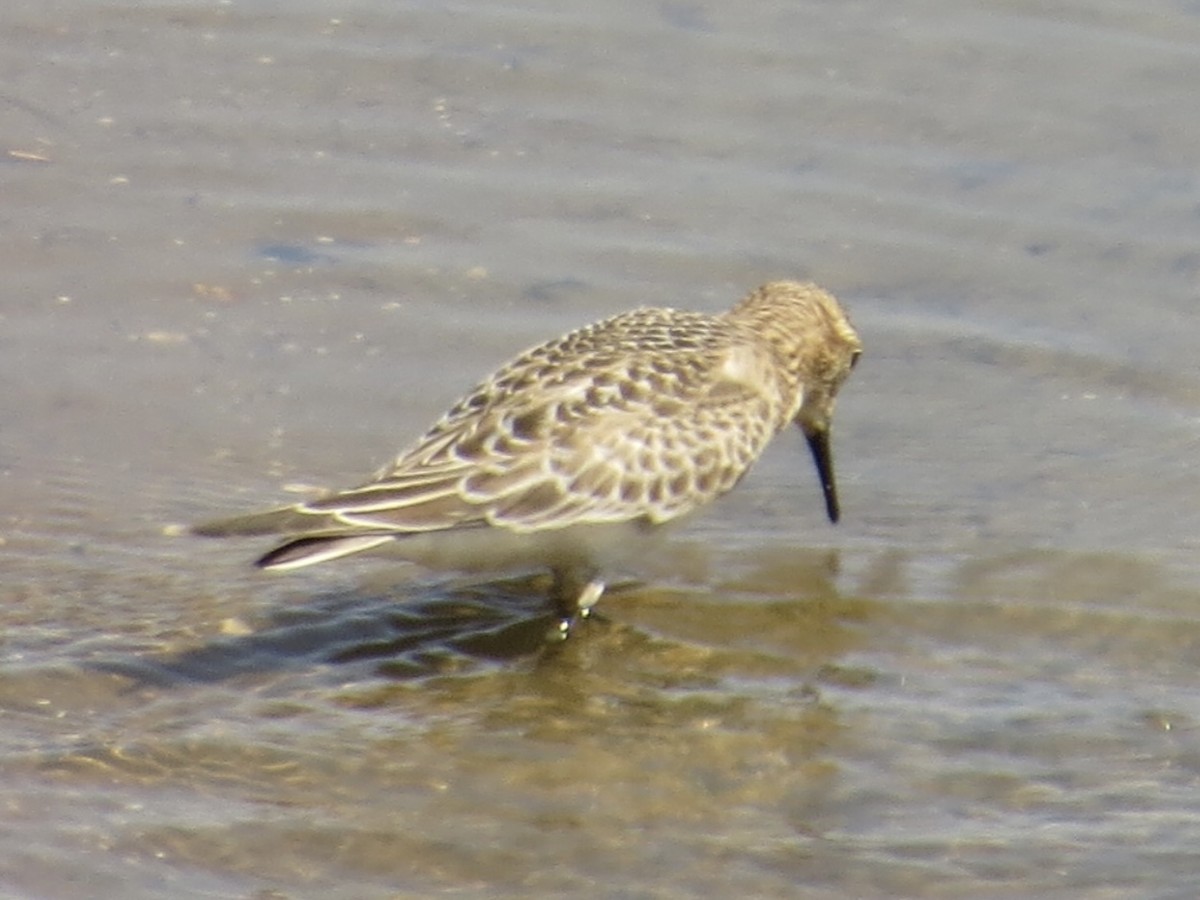 Baird's Sandpiper - ML622103588