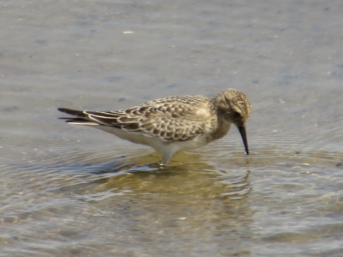 Baird's Sandpiper - ML622103589